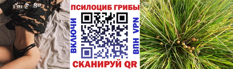 Купить где  Темников  Псилоцибиновые грибы Psilocybe 